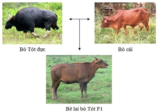 Ưu thế lai là gì? Khái niệm ưu thế lai